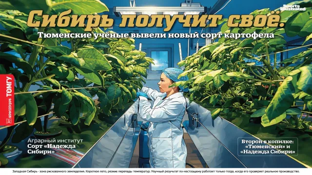 Тюменские учёные вывели новый сорт картофеля. Сибирь получит своё.